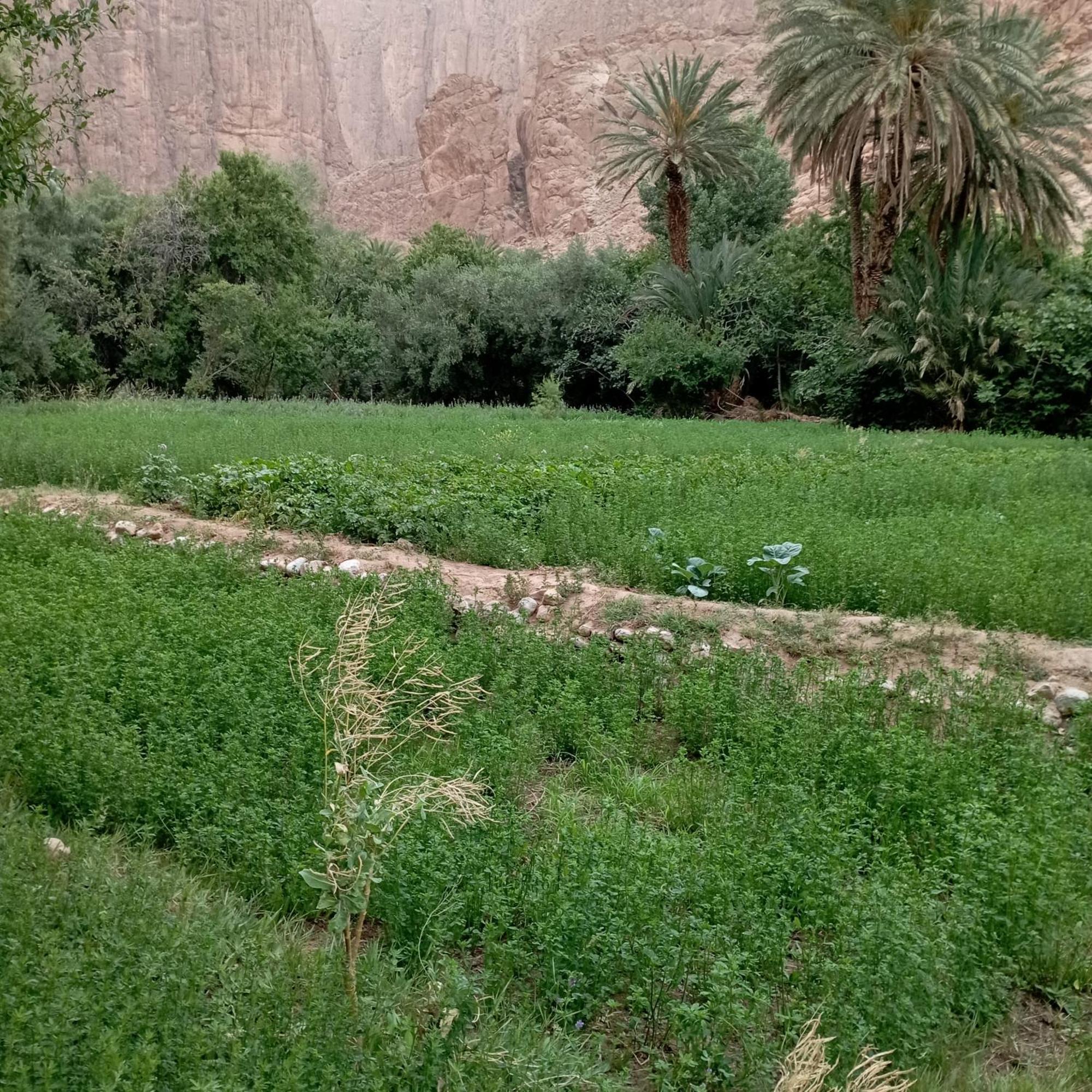 Riad La Fleur Aït Baha Oda fotoğraf